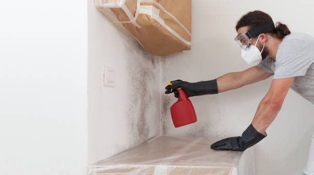 Professional Basement Mold Remediation technician working in Coalport, PA