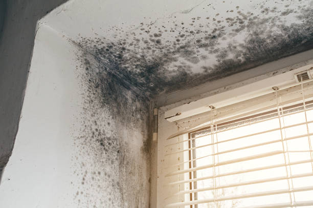 Affordable Basement Mold Remediation solutions in Coalport, PA