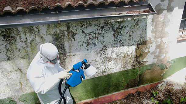 Top rated local Basement Mold Remediation specialists in Coalport, PA